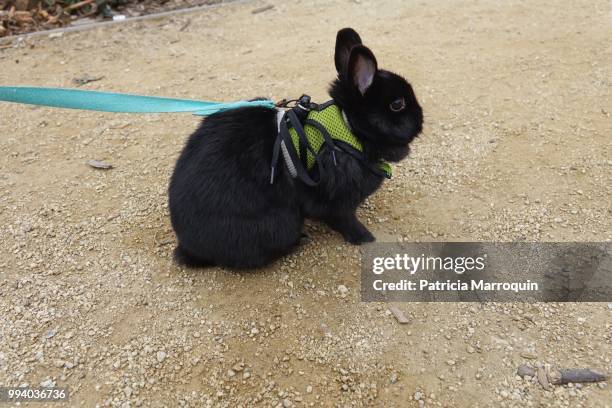 black bunny along the boardwalk - rabbit beach - fotografias e filmes do acervo