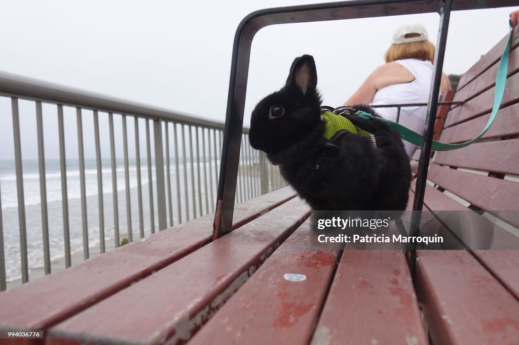 Black Bunny Along the Boardwalk