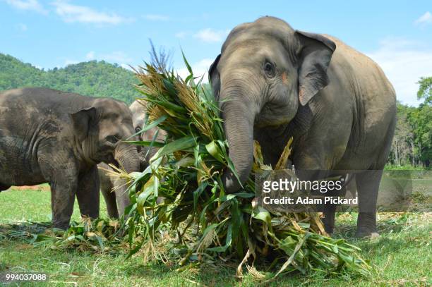 rescued elephants eating at the elephant nature park in chiang mai, thailand - asian elephant stock pictures, royalty-free photos & images