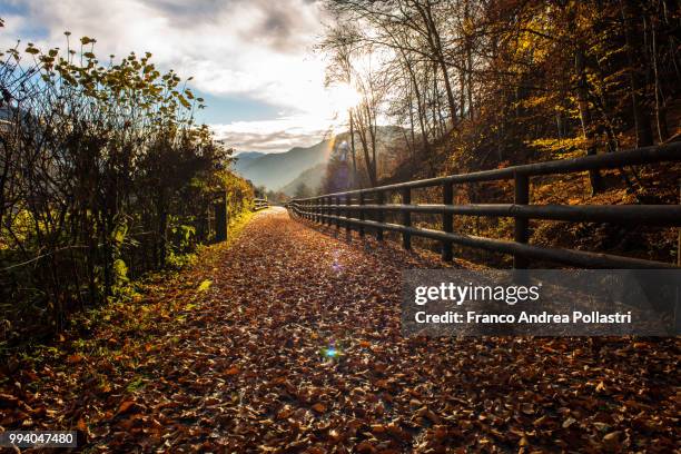 una strada di foglie - a street of leaves - strada fotografías e imágenes de stock