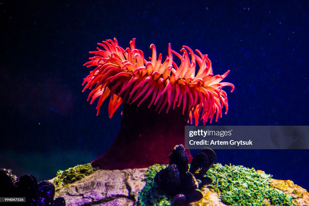 Coral