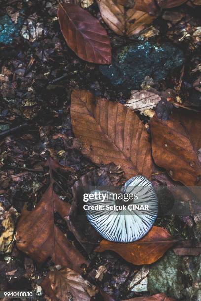 fungi dpi - dpi photos et images de collection