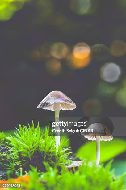 fungi dpi - dpi photos et images de collection