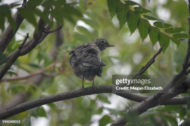 young robin ruffling it's feathers - ruffling stock pictures, royalty-free photos & images