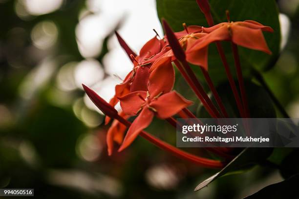 rangan - rangan stock pictures, royalty-free photos & images