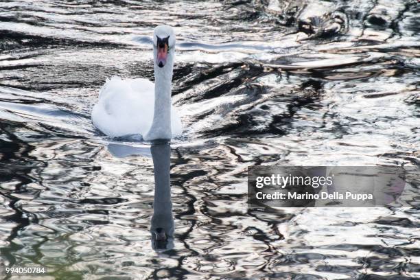 swans are floatin' by - marino stock pictures, royalty-free photos & images