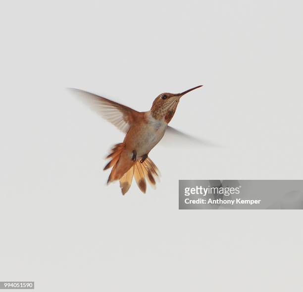 flight of the humingbird - anthony small ストックフォトと画像