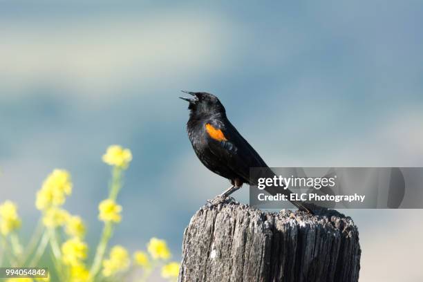 red winged black bird - black bird stock pictures, royalty-free photos & images