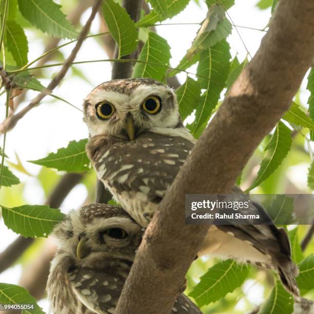 spotted owlet - owlet stockfoto's en -beelden