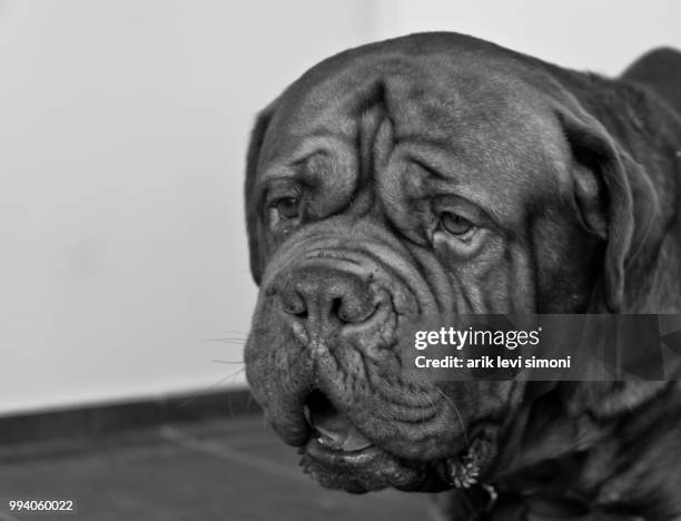 dog - french mastiff stock pictures, royalty-free photos & images