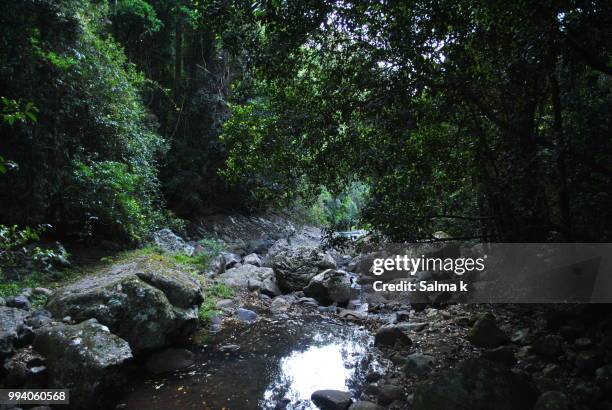 majestic rain forest - salmao stock pictures, royalty-free photos & images