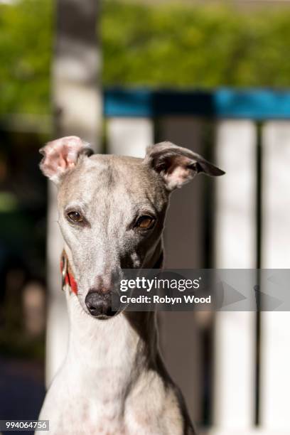 close up portrait of sitting whippet - mosqueado fotografías e imágenes de stock