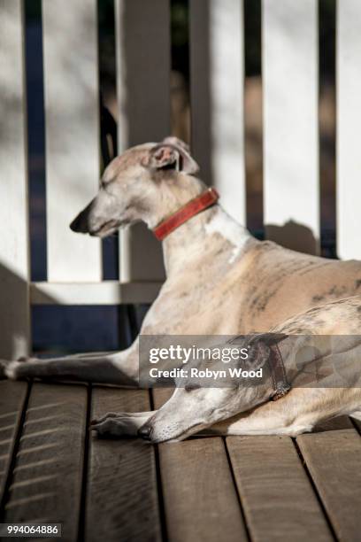 close up portrait of whippets at rest on timber deck - ぶち模様 ストックフォトと画像