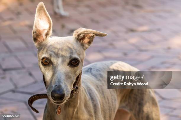 close up portrait of standing whippet with one ear standing up - wood ear stock pictures, royalty-free photos & images