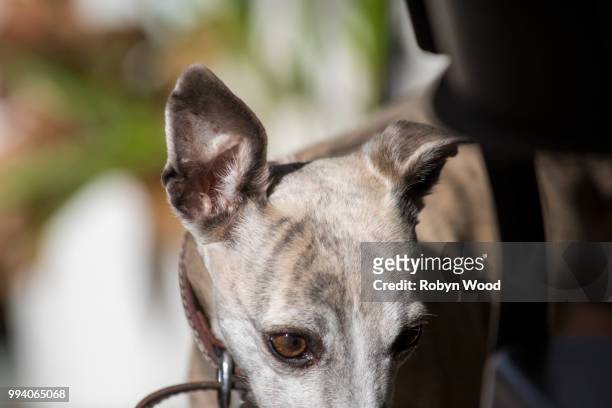 close up portrait of standing whippet - morning wood 個照片及圖片檔