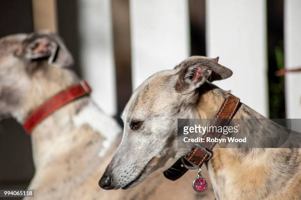 close up portrait of whippets at rest on timber deck - mosqueado fotografías e imágenes de stock