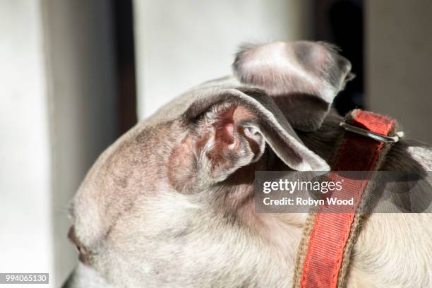 close up of whippet ears - brindle stock pictures, royalty-free photos & images