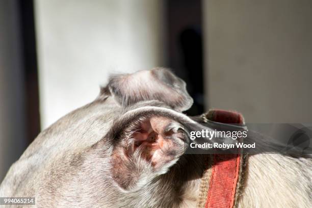 close up of whippet ears - brindle stock pictures, royalty-free photos & images