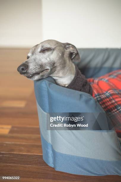close up portrait of whippet at rest - brindle stock pictures, royalty-free photos & images