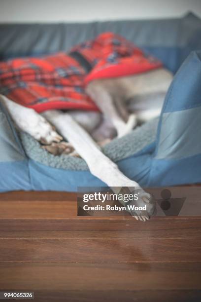 close up of whippet paws - morning wood 個照片及圖片檔