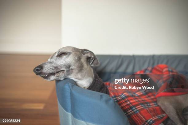 close up portrait of whippet at rest - brindle stock pictures, royalty-free photos & images