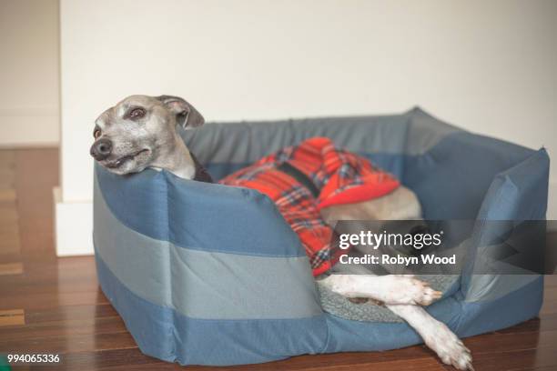 close up portrait of whippet at rest - brindle stock pictures, royalty-free photos & images