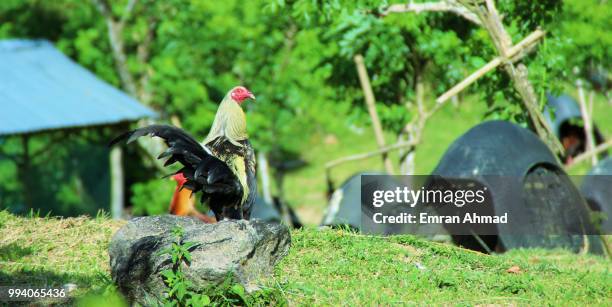 cook - muscovy duck stockfoto's en -beelden