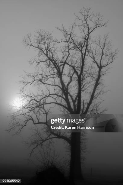 foggy sunrise - harrison wood stock pictures, royalty-free photos & images