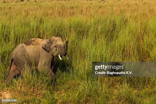 Scampering Animation 142 Scampering Stock Photos, High-Res Pictures, and Images - Getty Images