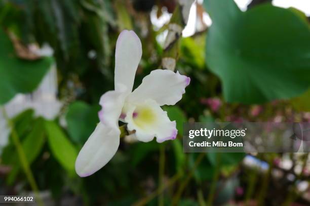 dendrobium nobile hybrid - nobile - fotografias e filmes do acervo