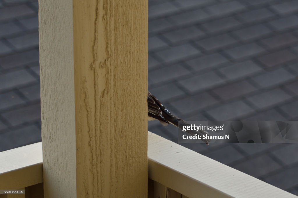Northern Mocking Bird Tail Feathers