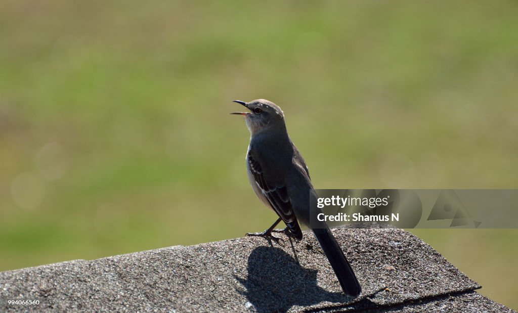Northern Mocking Bird Yeller