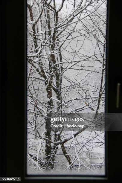 winter - liborio pepi 個照片及圖片檔