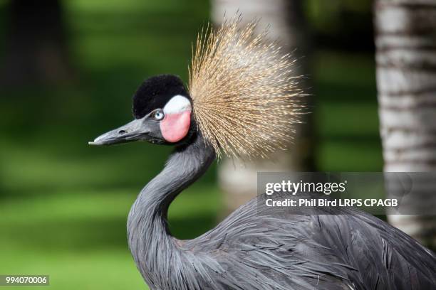 black crowned crane (balearica pavonina) - black bird stock pictures, royalty-free photos & images