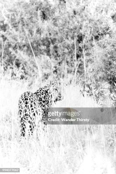 elusive leopard, botswana - elusive stock-fotos und bilder
