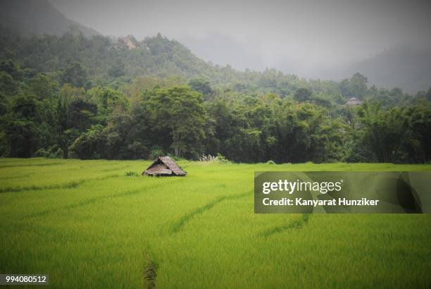 rice fields in the northern of thailand - hunziker stock pictures, royalty-free photos & images