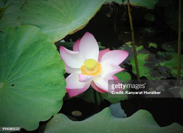 lotus - hunziker stock pictures, royalty-free photos & images