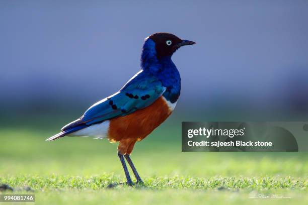 superb starling - superb stock pictures, royalty-free photos & images