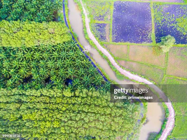 panoramablick auf natur landschaft ein grünes feld mit reis - primeimages stock-fotos und bilder