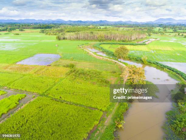 panoramablick auf natur landschaft ein grünes feld mit reis - primeimages stock-fotos und bilder