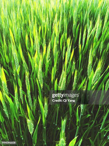 green wheat field - qi yang stock pictures, royalty-free photos & images