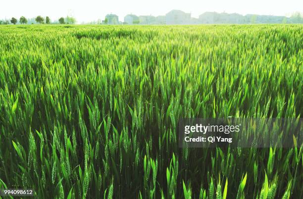 green wheat field - qi yang stock pictures, royalty-free photos & images