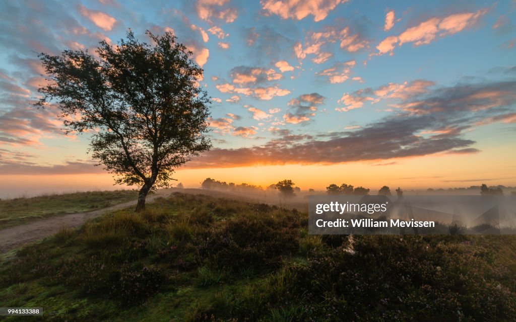 Misty Sunrise