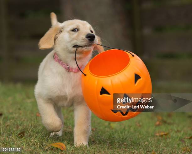 pup & pumpkin - lori stock pictures, royalty-free photos & images