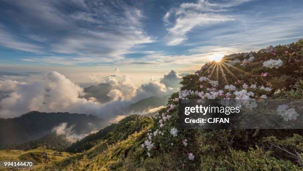 sunset with azaleas on the mt. hehuan - nantou county stock-fotos und bilder