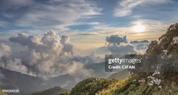 sunset with azaleas on the mt. hehuan - nantou county stock-fotos und bilder