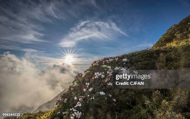 sunset with azaleas on the mt. hehuan - nantou county stock-fotos und bilder