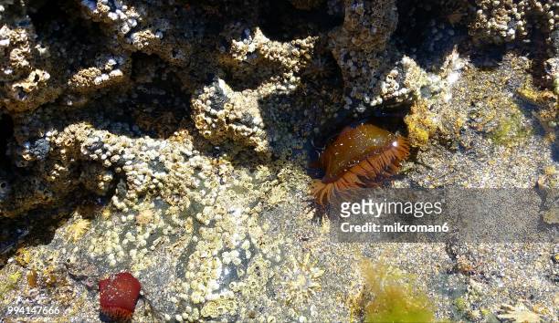 beadlet sea anemone (actinia equina) - mikroman6 imagens e fotografias de stock