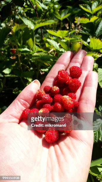 cropped hand of person holding fresh wild strawberries - mikroman6 imagens e fotografias de stock