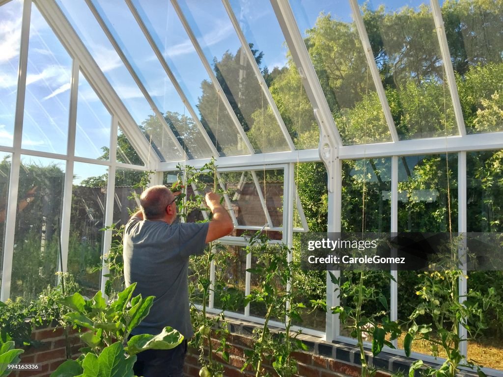 Man Tending to Tomato Plants in Greenhouse
